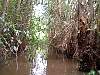 8-16 054 The canoe trip through the jungle of the Mekong where the VC underwater shelters were.jpg